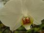 Tinonee-orchids-2 038